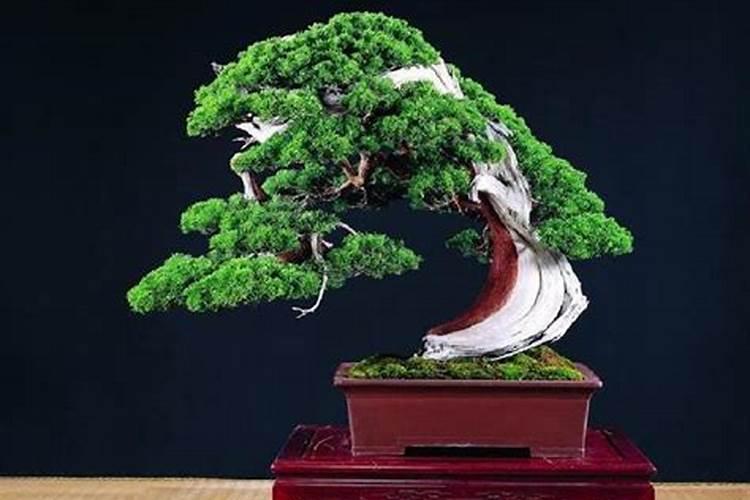 柏树盆景上盆时间与养护方法