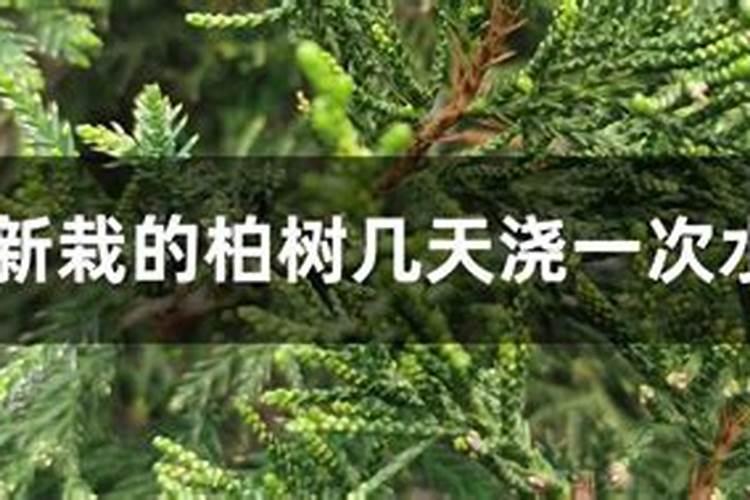 刺柏盆景怎么养