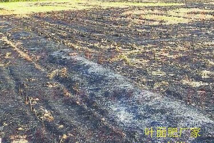 草木灰养花的正确使用方法