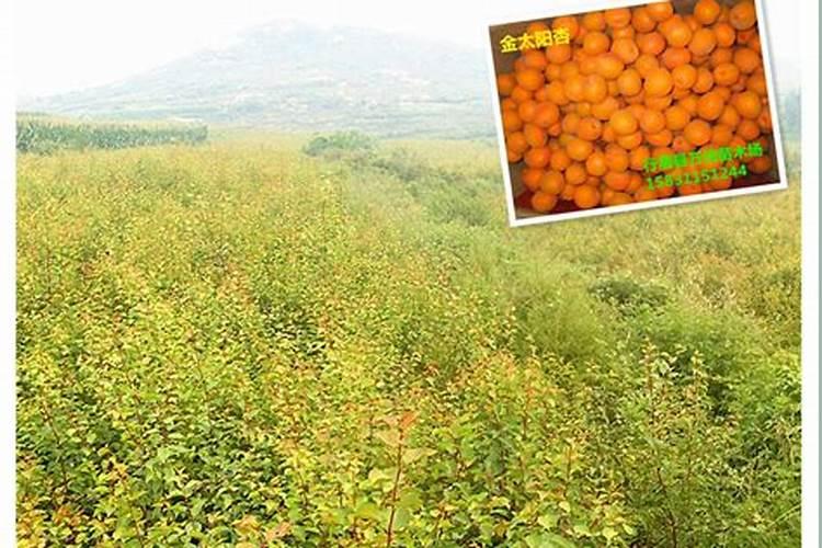 果树用什么肥料好？