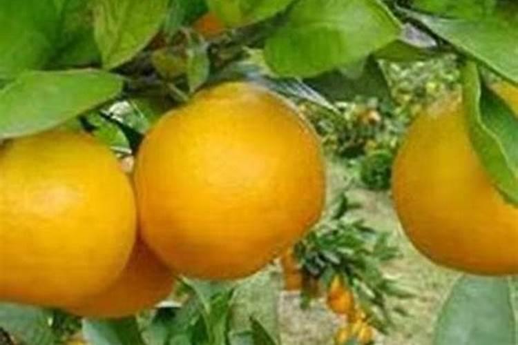 冲施肥用什么钾肥好