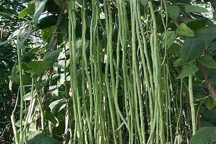 大棚芸豆花期生长慢怎么办