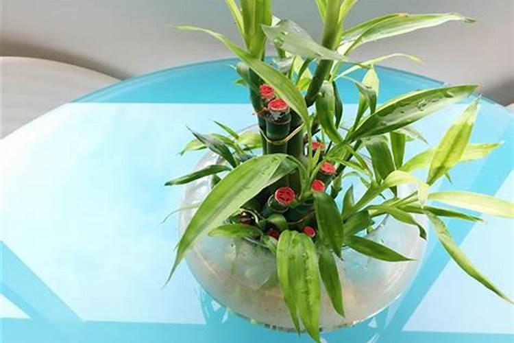 花施肥施多了怎么办