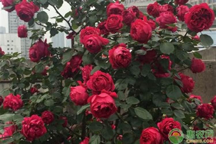 月季花冬季如何施肥效果最好,可以用水溶肥吗？