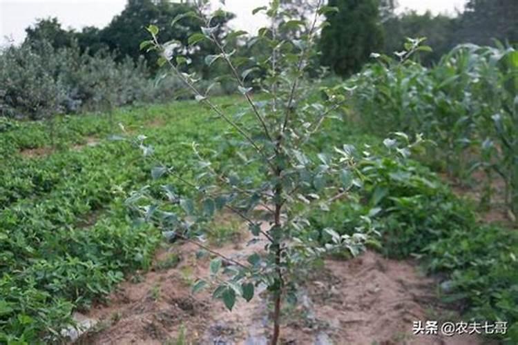苹果树追肥用什么肥料好