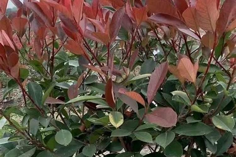 红叶石楠怎样种植成活率高