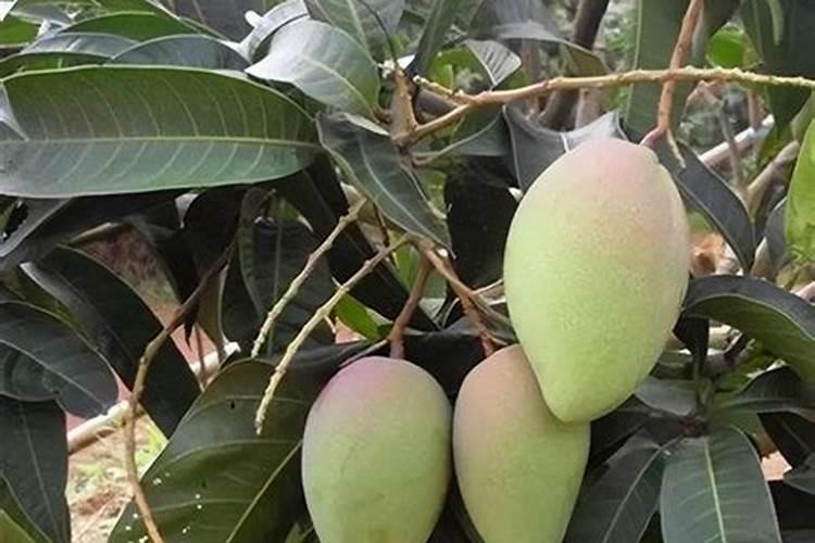 芒果开花结果期种植管理如何做？芒果开花坐果期用什么肥料好