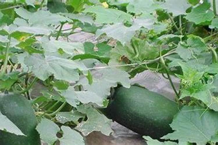 种冬瓜用什么肥料最好