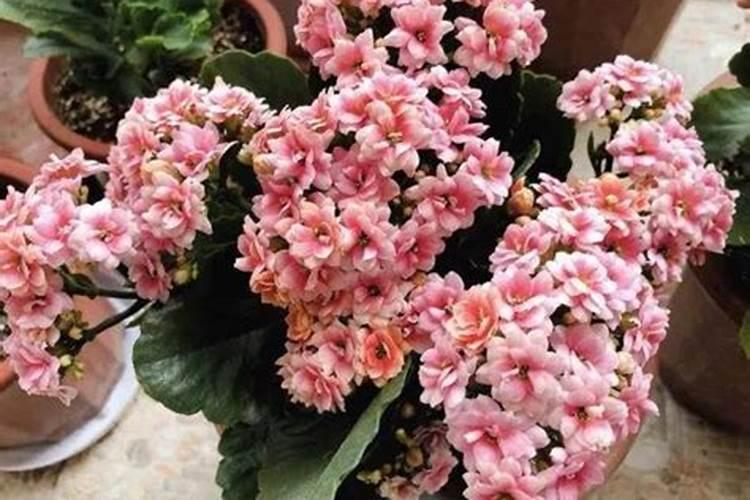 长寿花需要什么肥料