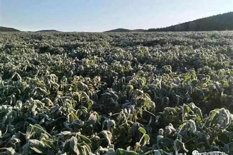 叶面肥普利登喷大豆什么阶段最好？