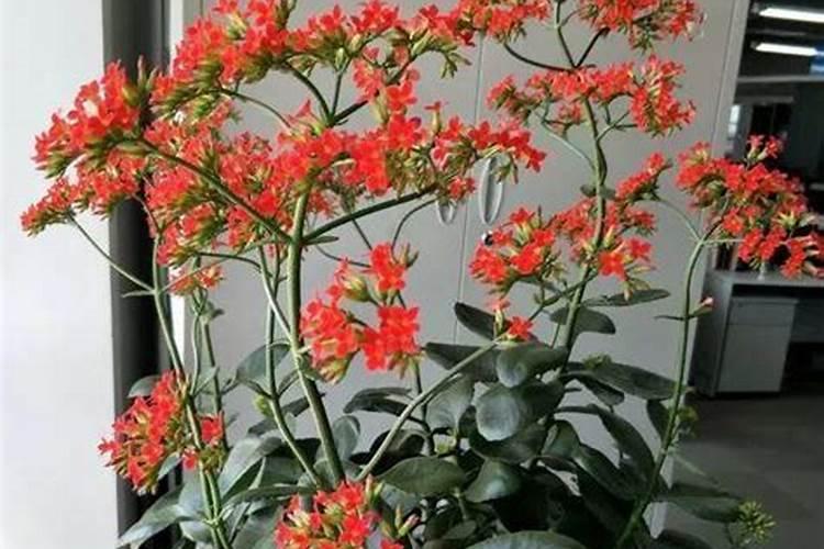黑龙江室内适合种植什么花