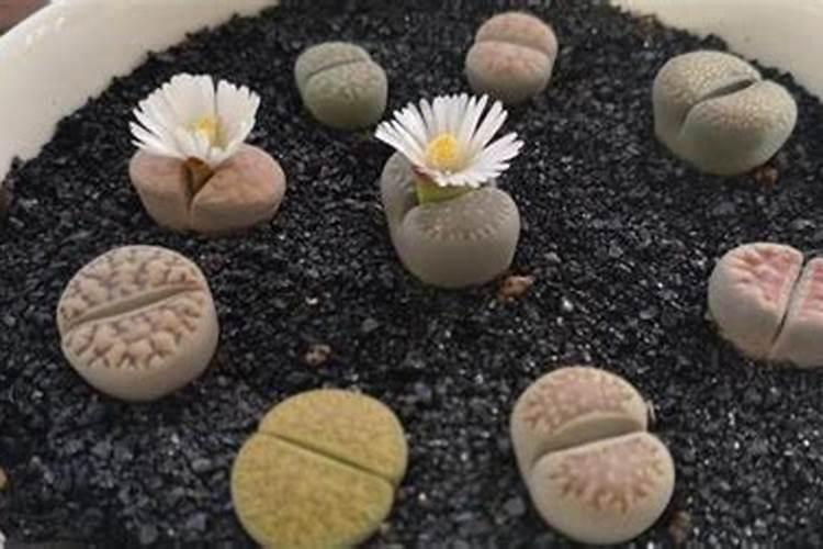 生石花用肥方法