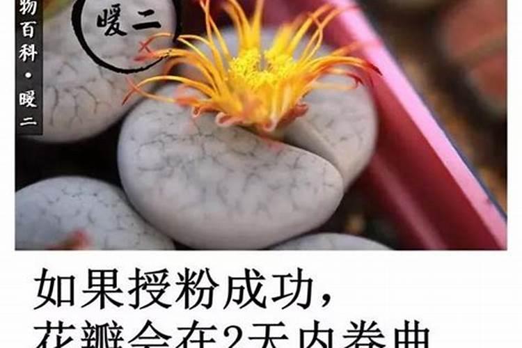 生石花用肥方法