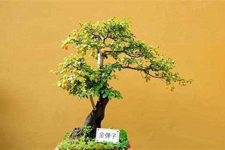 金弹子开花可以用什么药保果？
