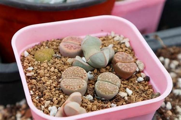 生石花用肥方法