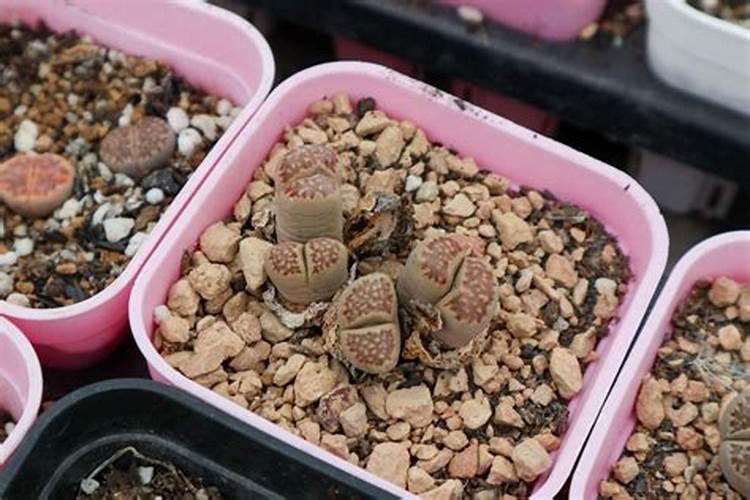 生石花施肥是什么肥料