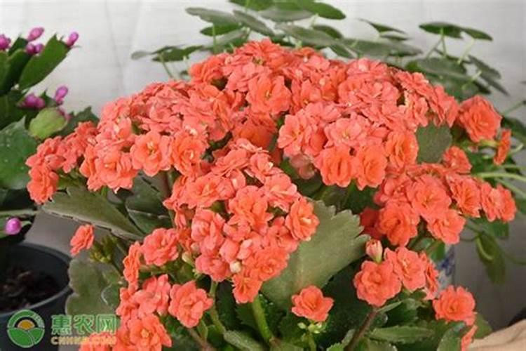 什么时候给花施肥最好 何时给花施肥最好