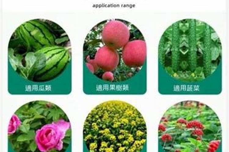 粉剂硼和液体硼的优缺点
