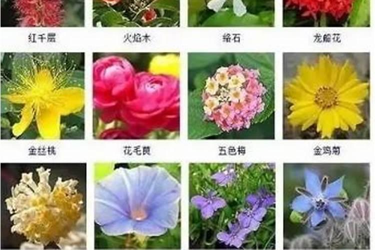 氮肥可以浇什么花