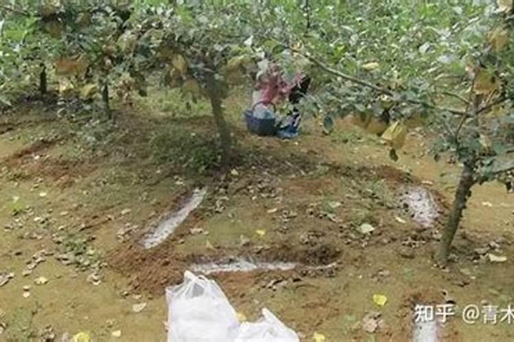 苹果树用什么化肥补钙