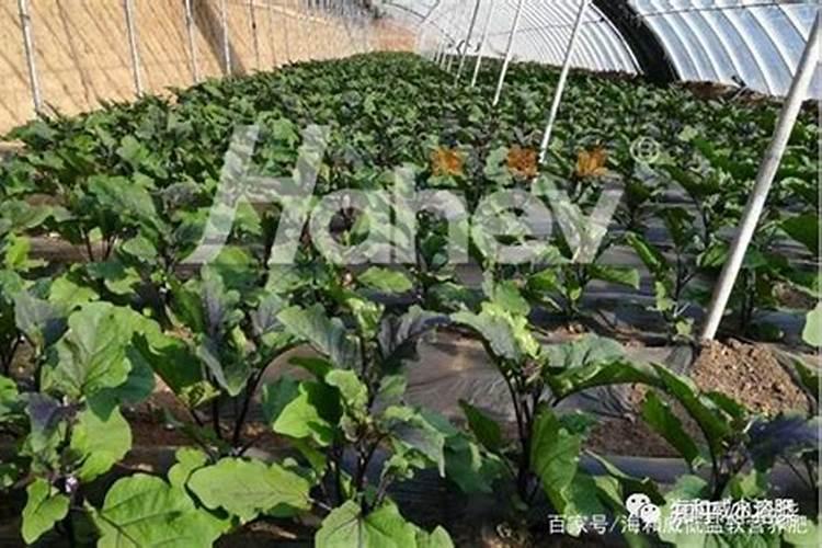 花卉叶面肥多久喷一次比较好 叶面肥打多了有害吗