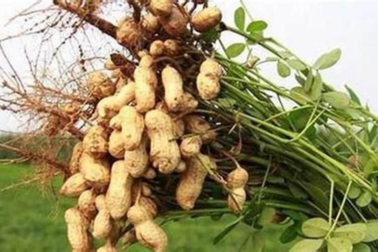 种植花生,如何施用钾和钙？