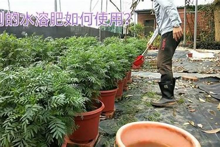 水溶肥如何给多肉施肥？