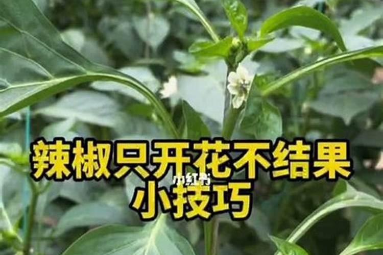 辣椒初花期需要什么肥