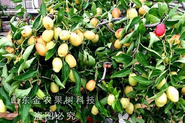 冬枣树施什么底肥好
