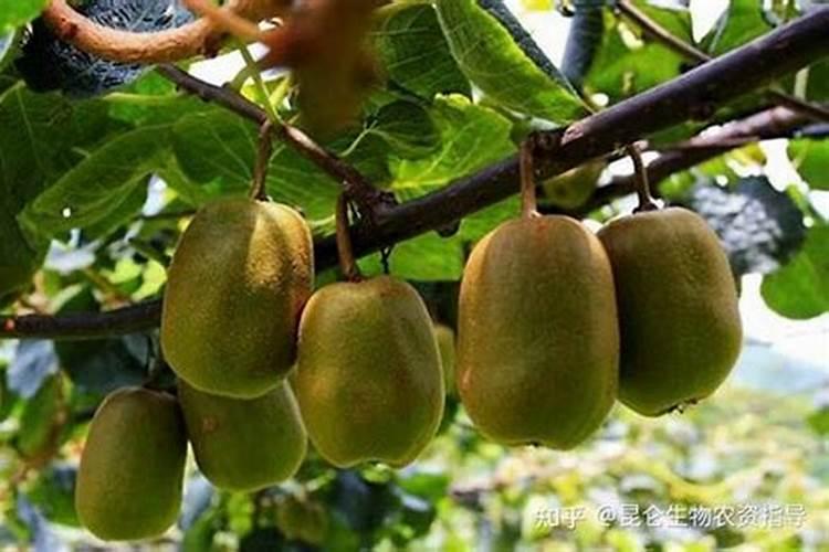 弥猴桃施什么肥料好