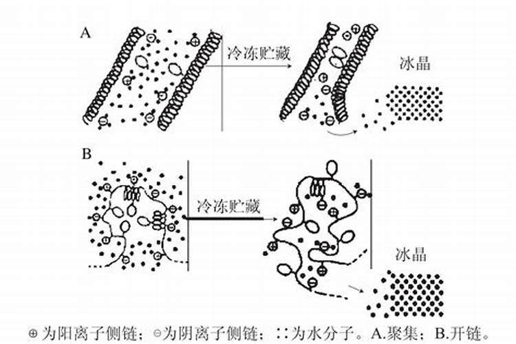 冷冻过的鱼会营养流失吗？