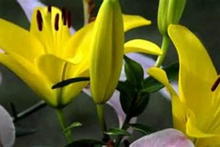 百合长花苞后要施肥吗