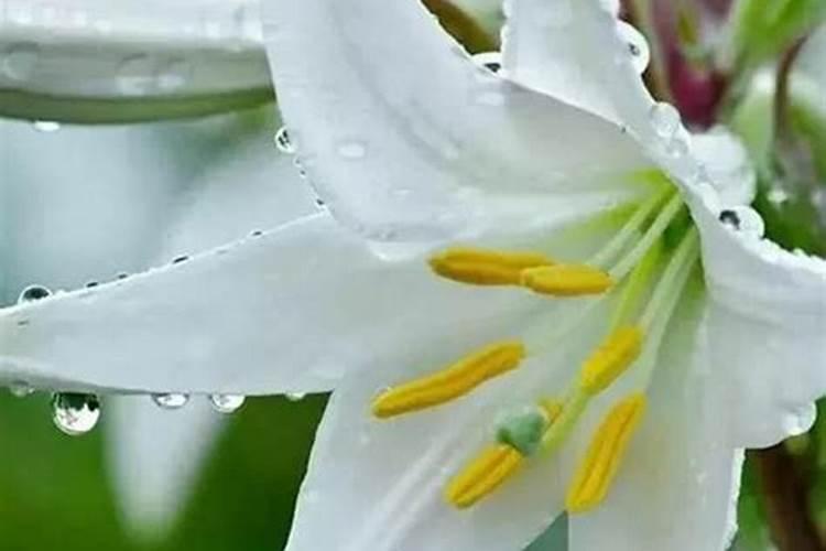 百合长花苞后要怎么养