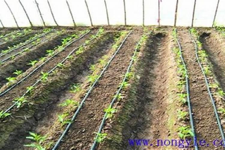 怎样给定植以后的茄子追肥？