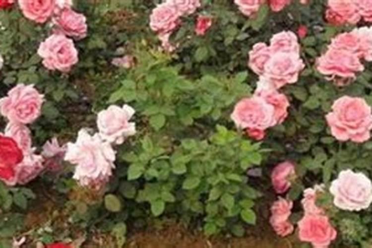 春天种植的月季怎么浇水施肥