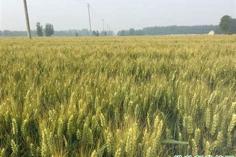 小麦喜欢什么肥料 附用量和用法