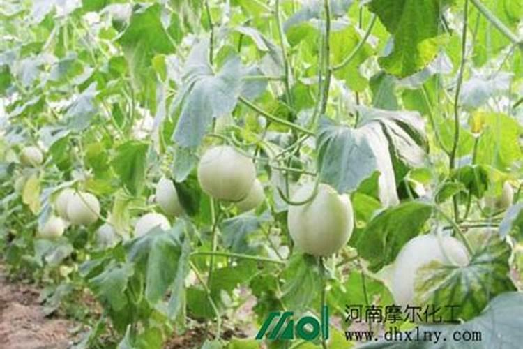 甜瓜可以喷磷酸二氢钾吗？