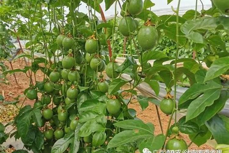 玉米用什么叶面肥效果好？有推荐的吗？