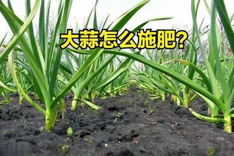 油菜用尿素好还是复合肥好