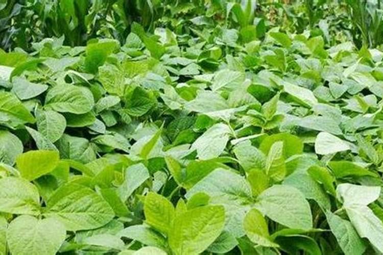 一亩大豆需要施多少化肥