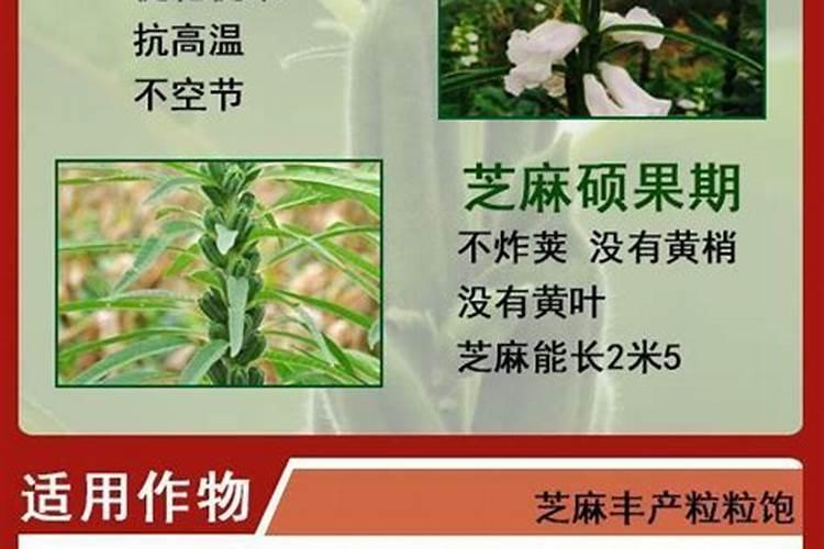 芝麻种植高产管理技巧 芝麻养护注意事项