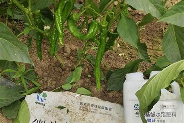种辣椒用什么肥料
