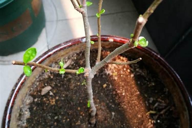 芝麻最需什么肥