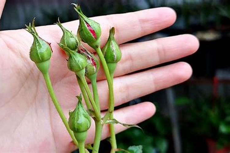 辣椒开花了要怎样浇水施肥