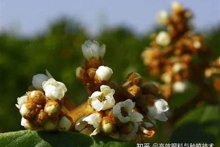 枇杷树什么时候施全钾肥最好？