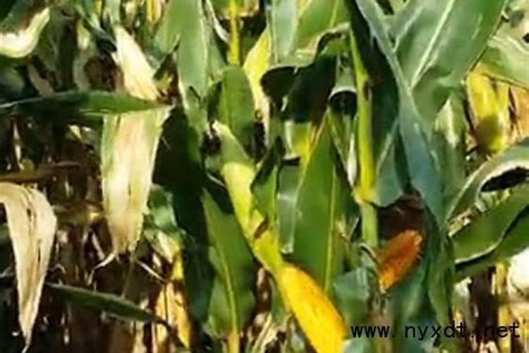 玉米后期追什么肥料好