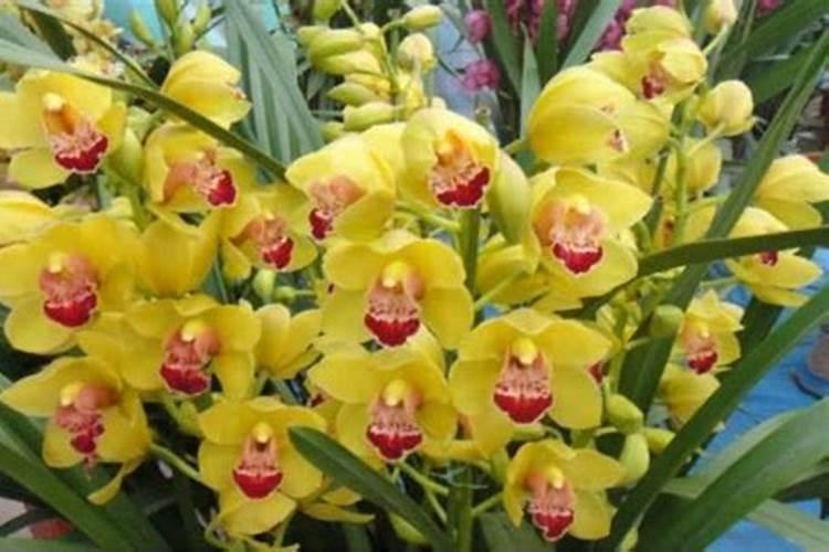 家庭盆栽花卉I种植和养护