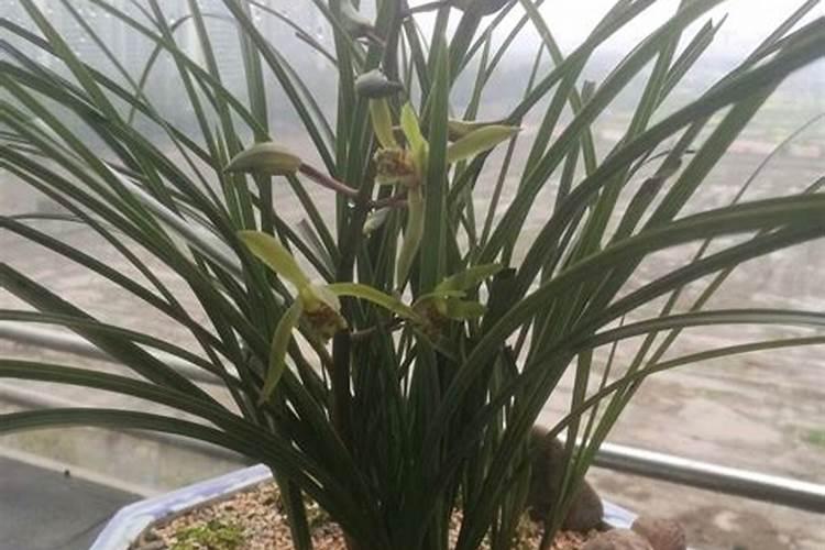 植物冬天会怎么样