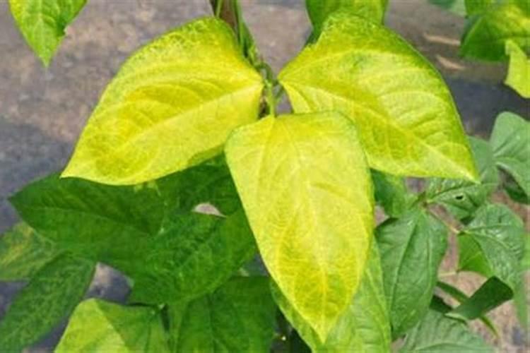 棉花叶片枯黄应使用什么肥