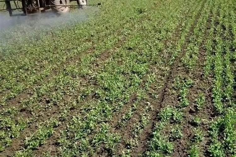 假肥料随处可见,农民买肥料,怎样辨真假